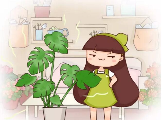 甲醛克星来了！吸收甲醛排行榜